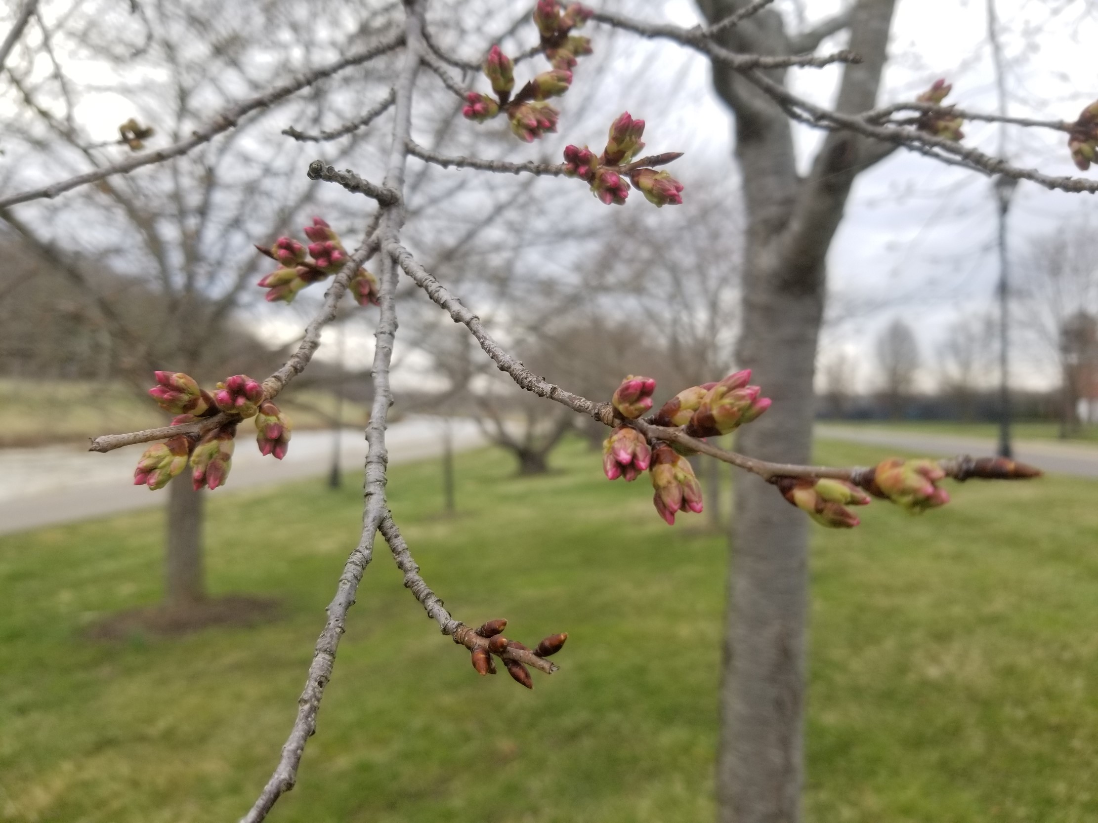 Cherry Blossoms at Ohio University Ohio University